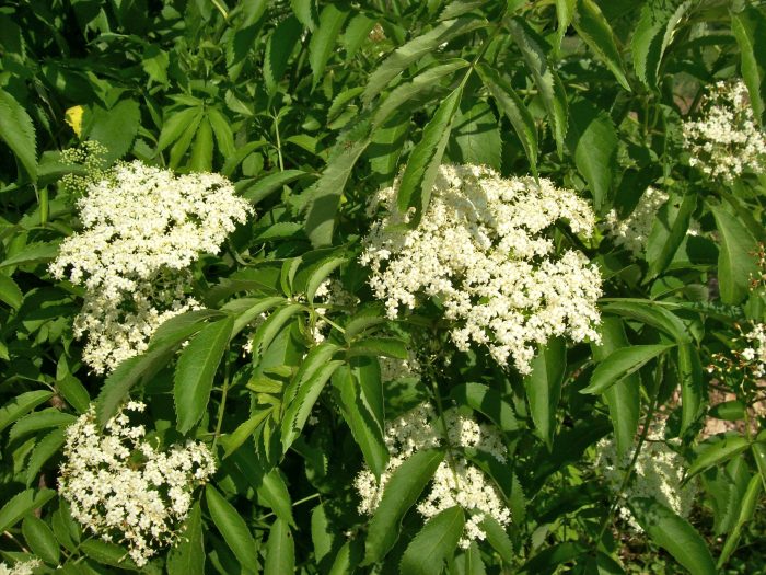elderberry